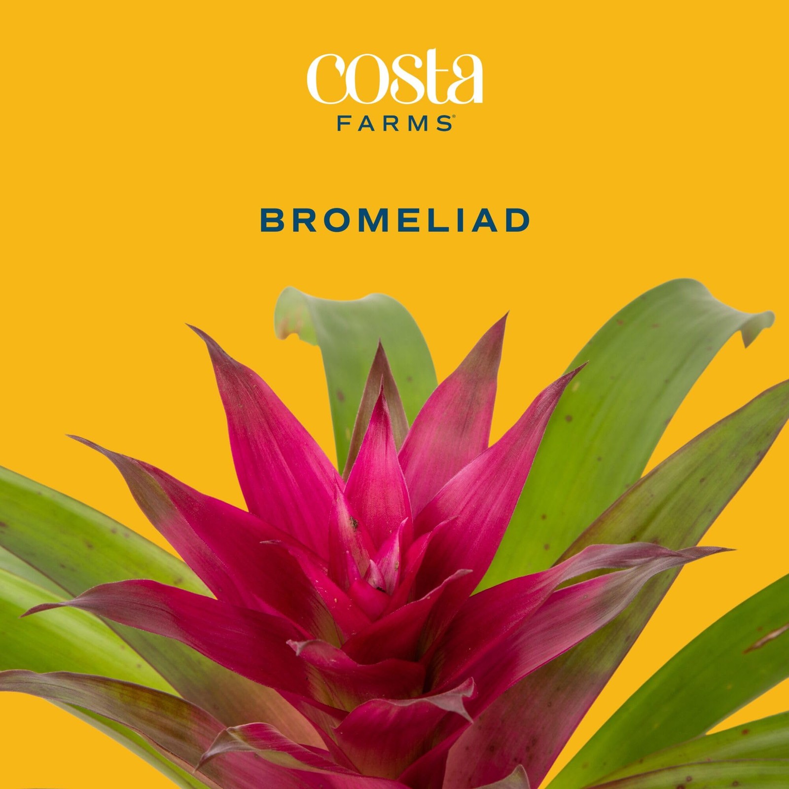 Costa Farms Bromeliad Flowers 20-Inches Indoor Houseplant In Garden Flower Pot