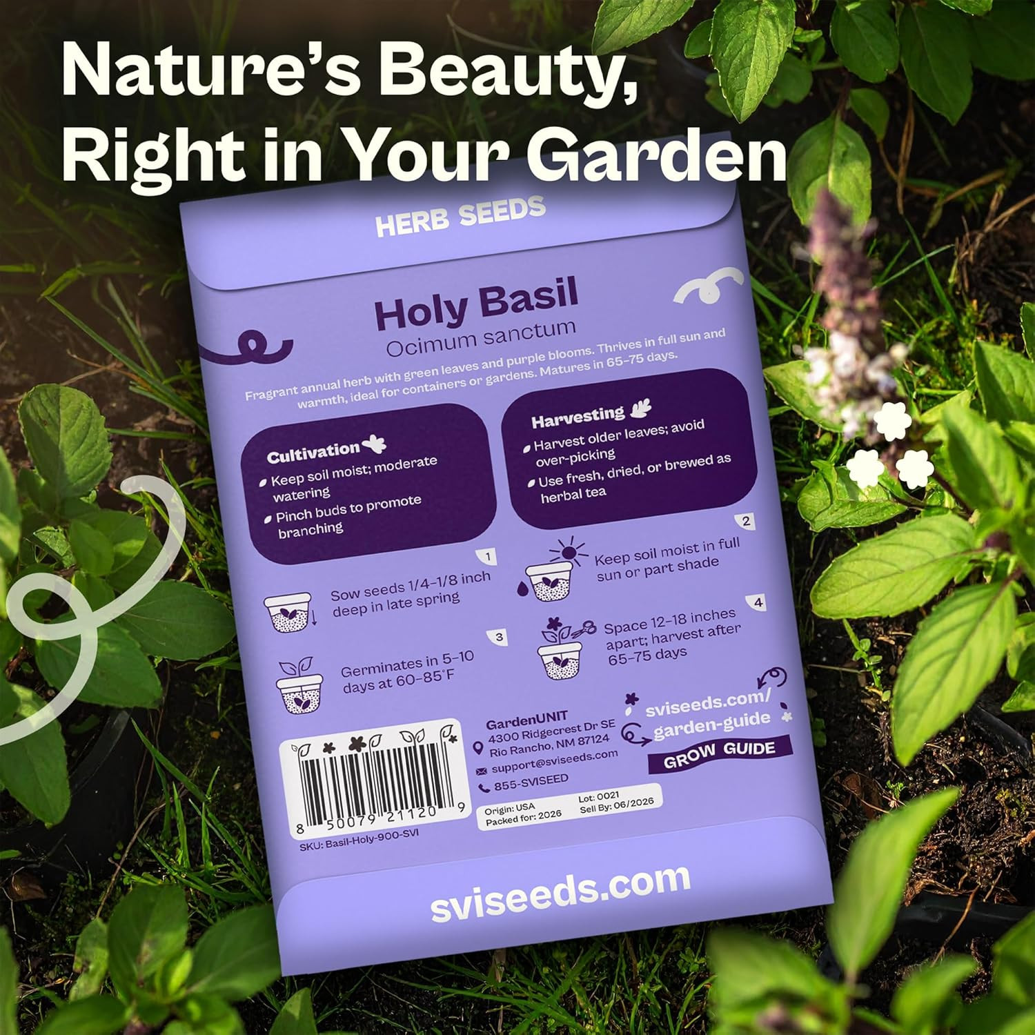 900 Holy Basil Seeds (Ocimum Sanctum) – Sacred Krishna Tulsi Seed Packets, Fragr
