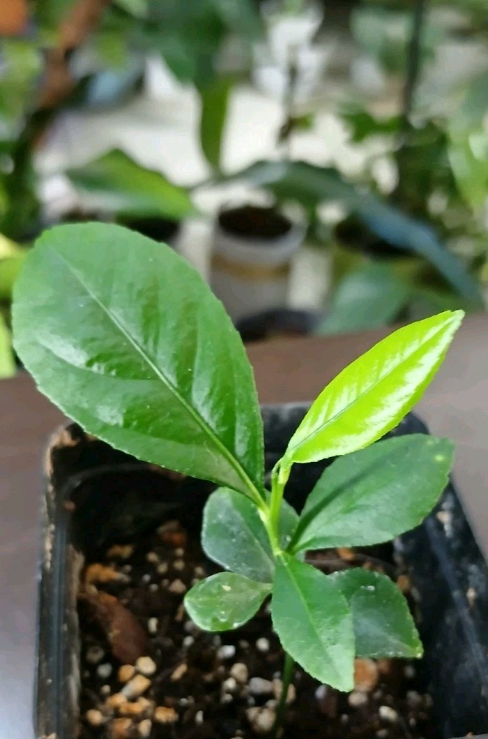 Live Fruit Tree Lemon Eureka Growers Choice Starter Seedling 4-6 Inches