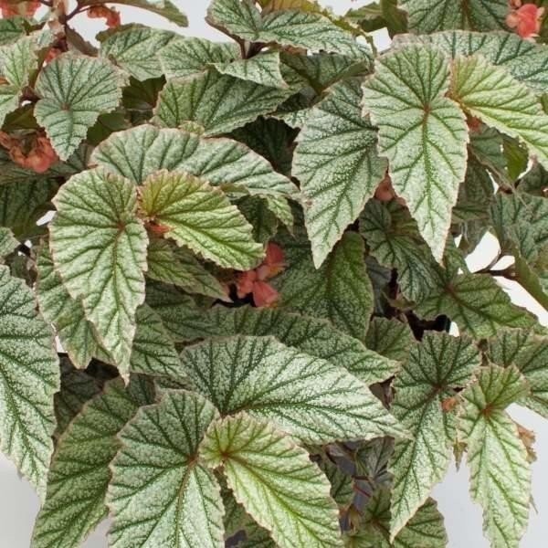 Angel Wing Begonia Frosty Indoor Live Plant Polka Dot Foliage Easy Care