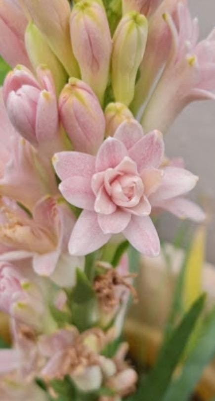 PINK PARFAIT Double Polianthes Tuberose Bulbs – Top Size – US Seller