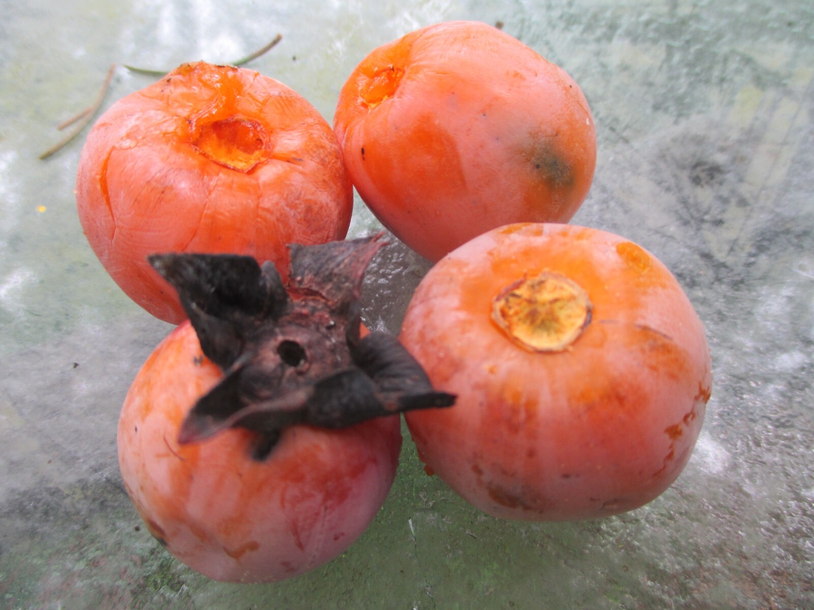 L@@K-10 AMERICAN PERSIMMON Tree 6″ – 10” Bareroot Seedlings