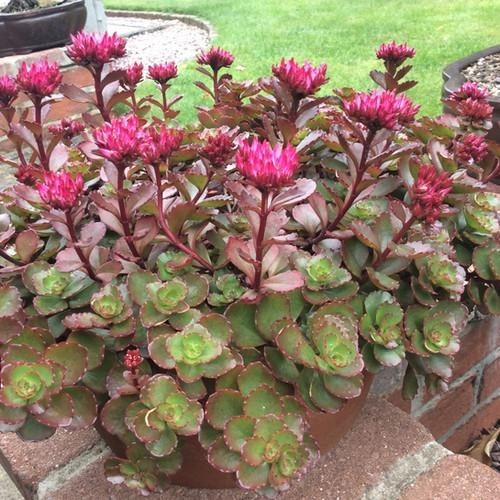 Sedum Spurium ‘Fuldaglut’ (Caucasian Stonecrop) Pot