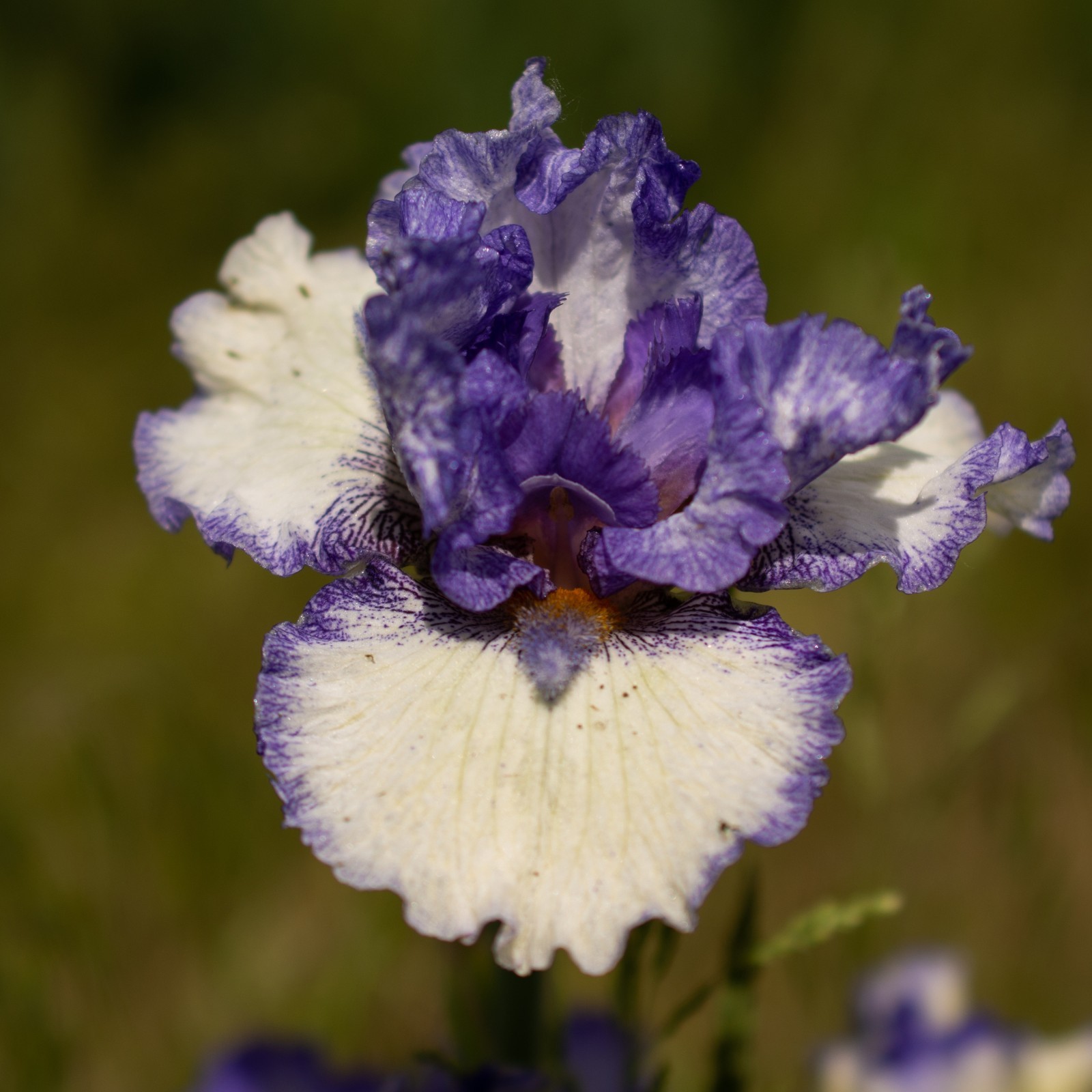 **TEXAS TWO STEP** Tall Bearded Iris. Pre-Order, Combined Shipping: Jul – Sep