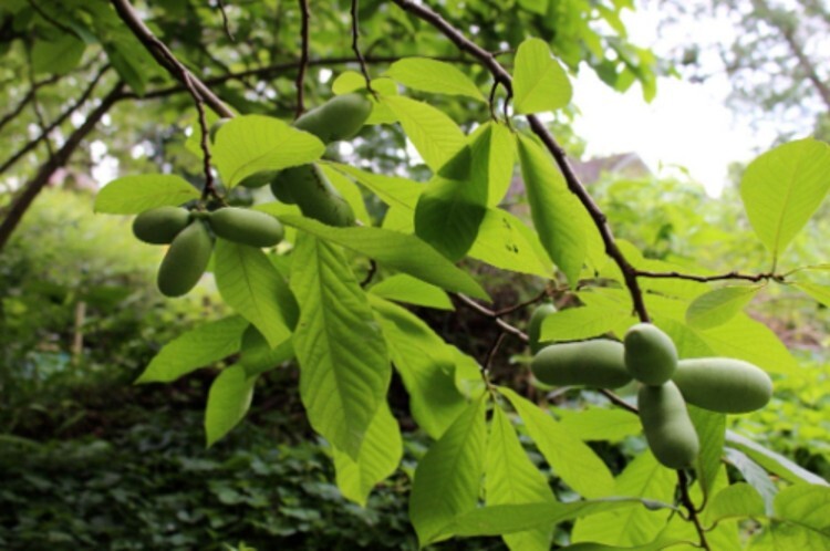Bananas Paw Paw Indian Ornamental Fruits Bearing Tree Outdoors Live Plant Qt Pot