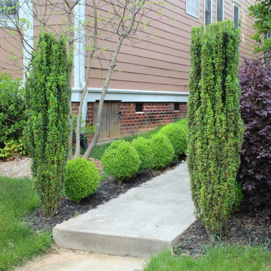 5 Live Sky Pencil Holly Plants – 6” Tall – 3” Pot – Upright Evergreen Shrubs