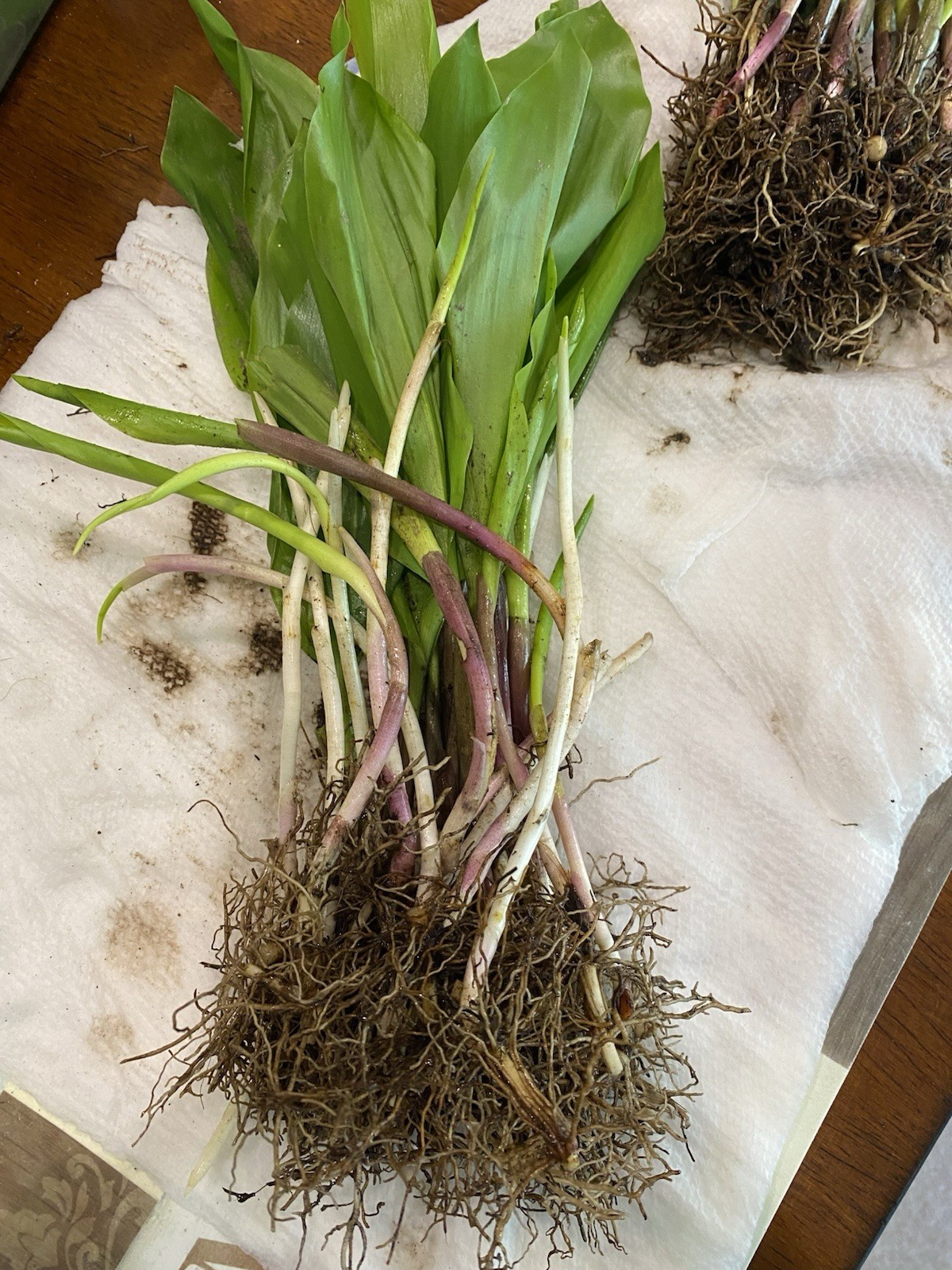 Lily of the Valley 15+ pips, White, FRAGRANT, Hardy Perennial But 2 Get 1 FREE