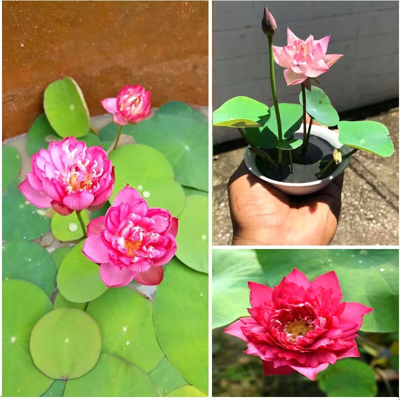 MIX COLOUR MINI LOTUS SEEDS (RARE SEEDS), SEN MINI ĐỦ MÀU