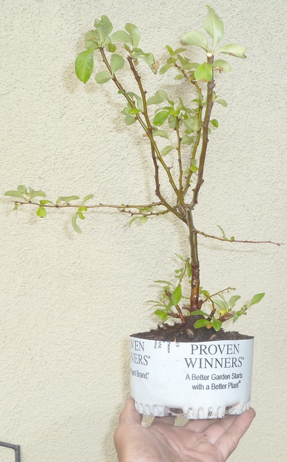 Chaenomeles Cameo Japanese Flowering Quince Pre Bonsai Dwarf Shohin Flowers