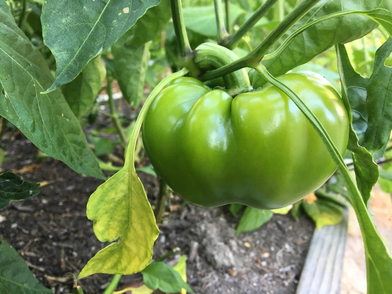 10+ Ruffled Pimento Pepper seeds (organic chili, chile) Great for Stuffing