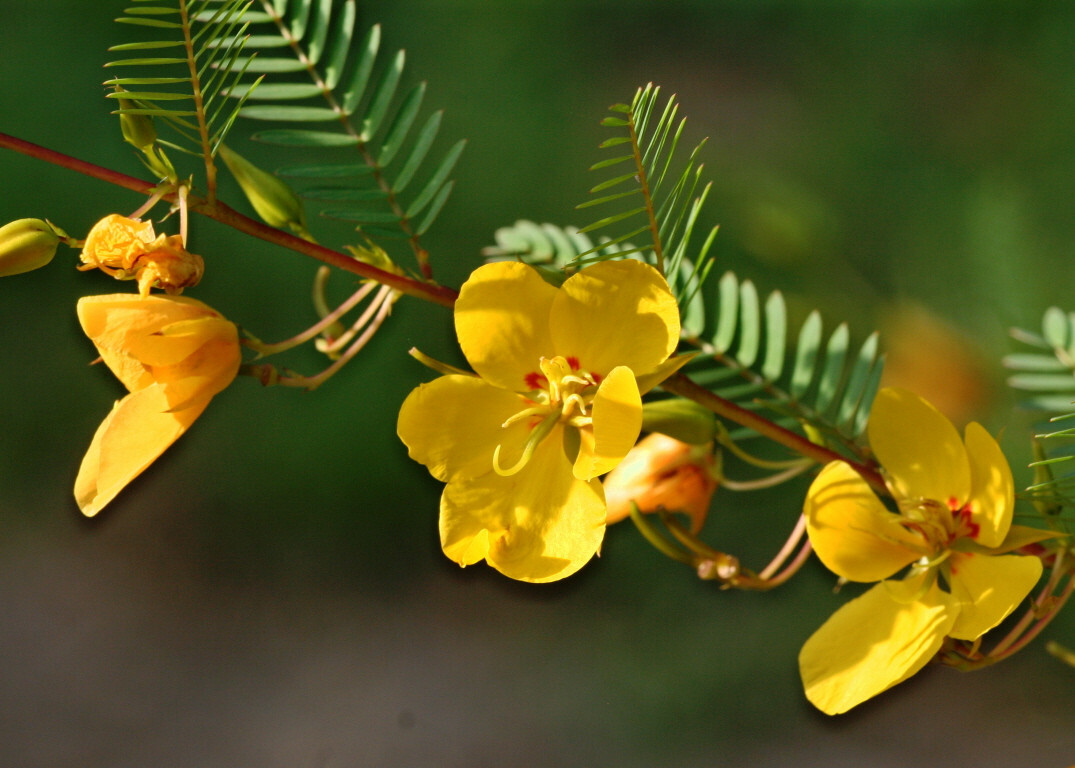 partridge pea, SLEEPING sensitive PLANT 254 seeds GroCo BUY ANY 10 – SHIPS FREE