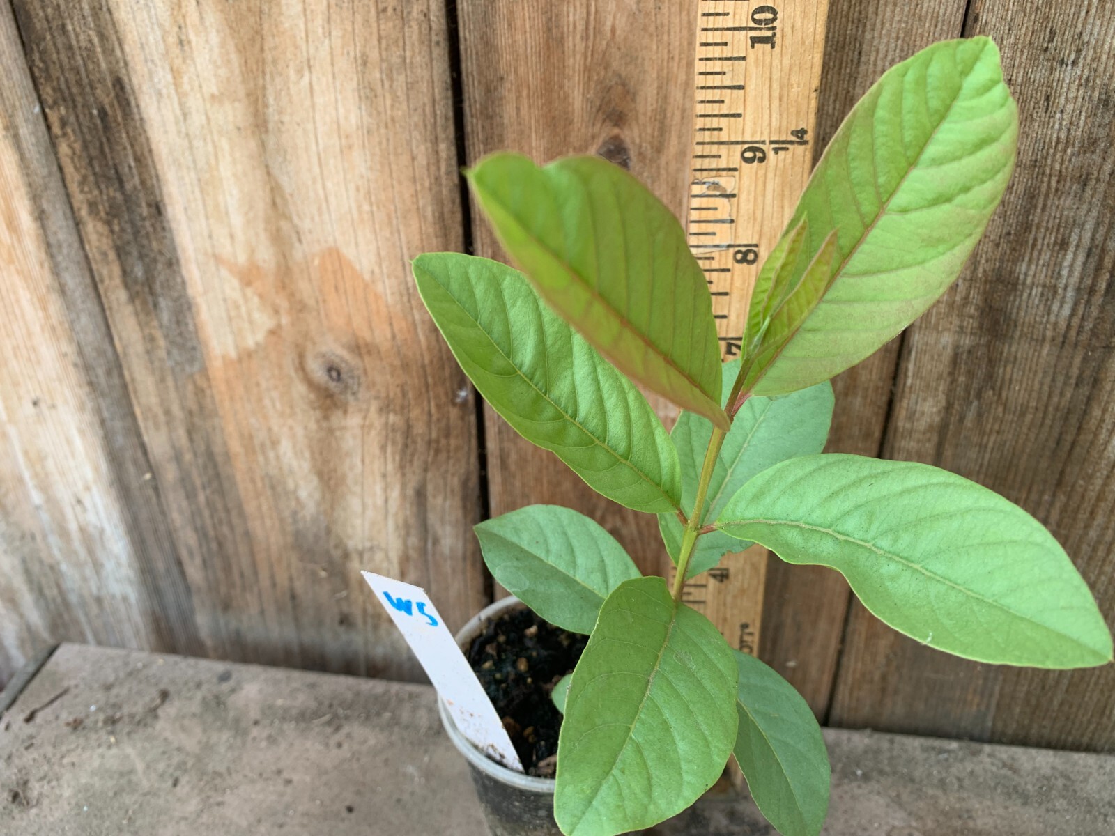 1 Asian Cream White Tropical Guava Fruit Tree Psidium Guajava Tree App 14″