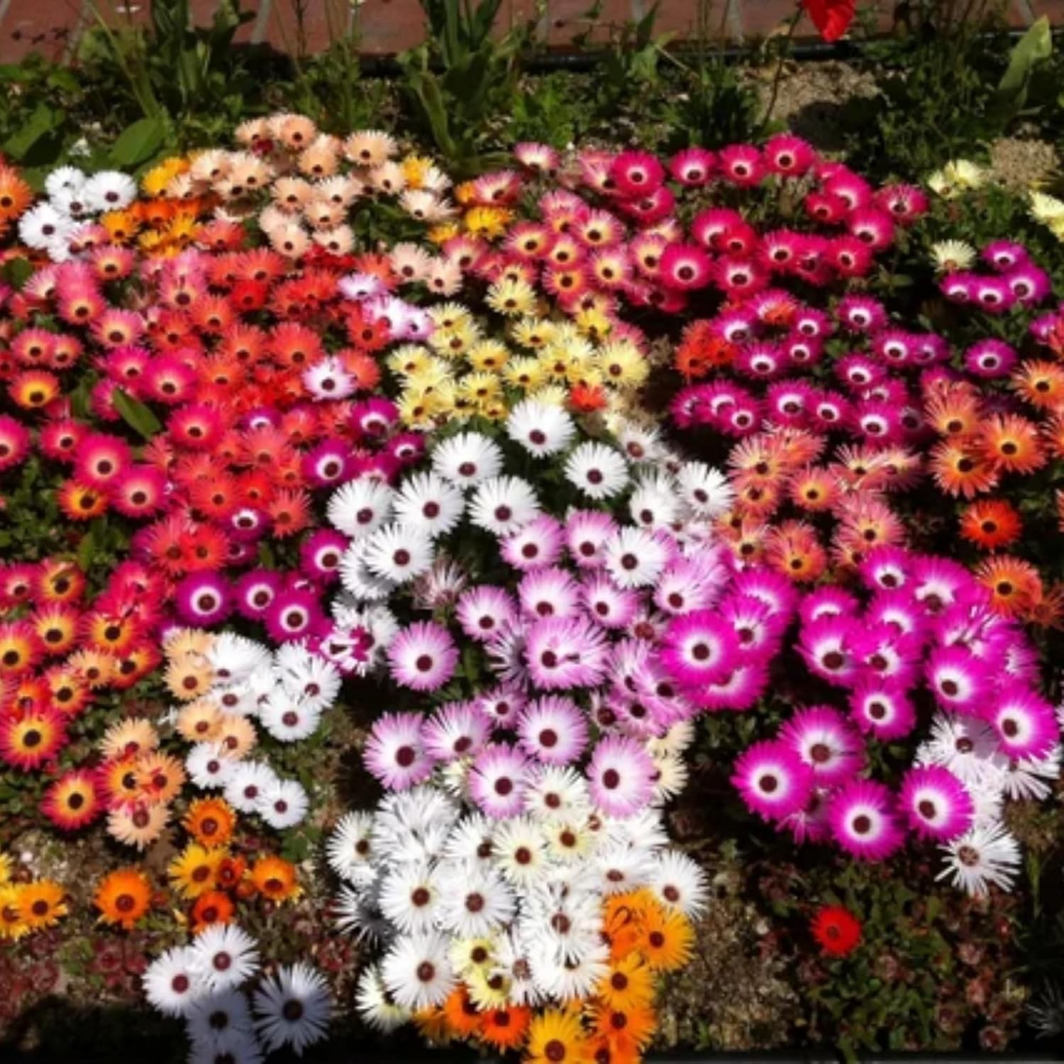 6000+ Mix Ice Plant Seeds for Planting – Non GMO & Heirloom Carpet Ground Cover