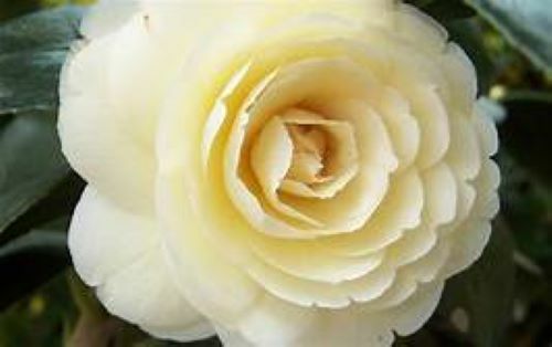**LEMON GLOW*Unique Bloom**Camellia Japonica-Live Starter Plant -USA SELLER