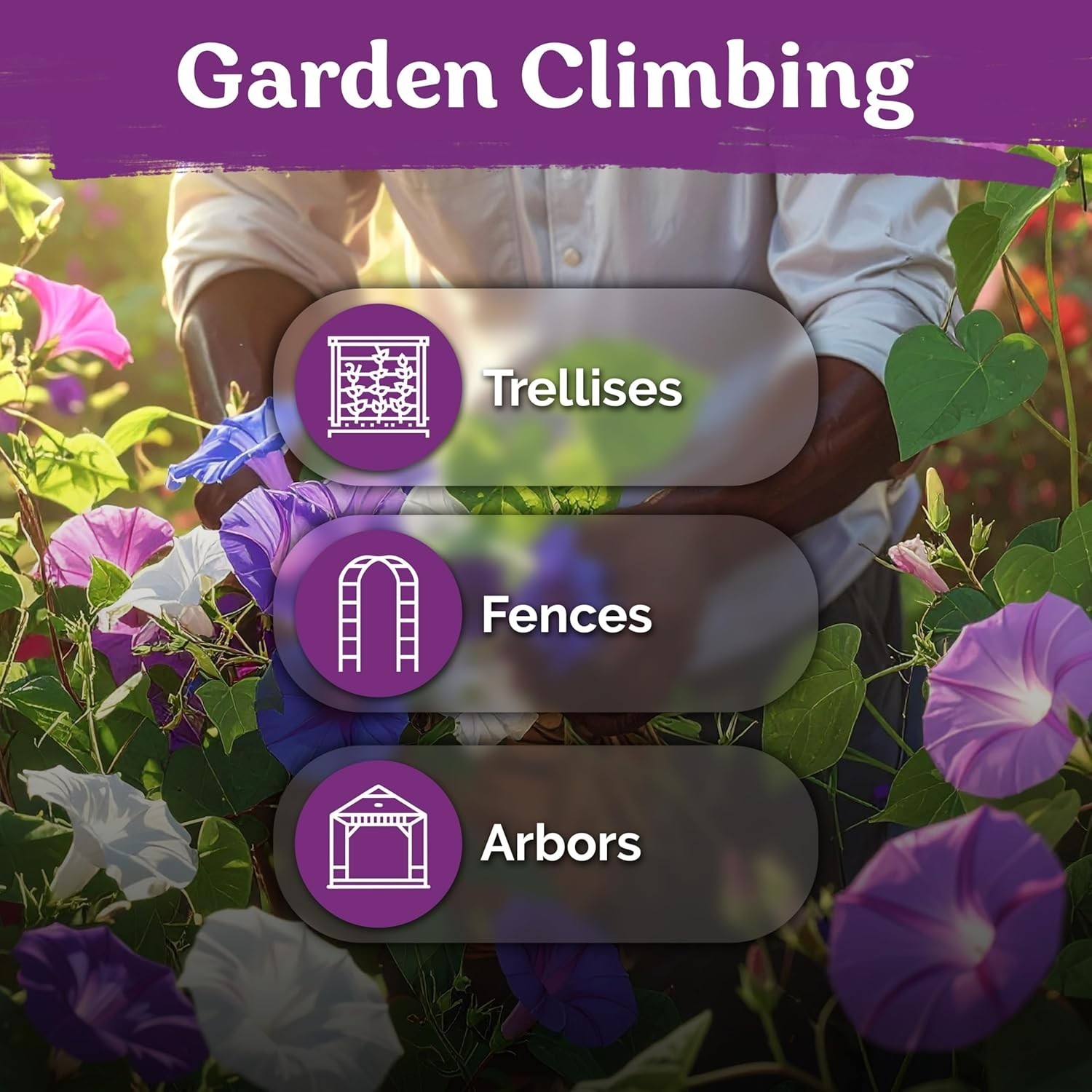 Organic 50 Count Morning Glory Seeds – Climbing Vines for Pollinator Gardens