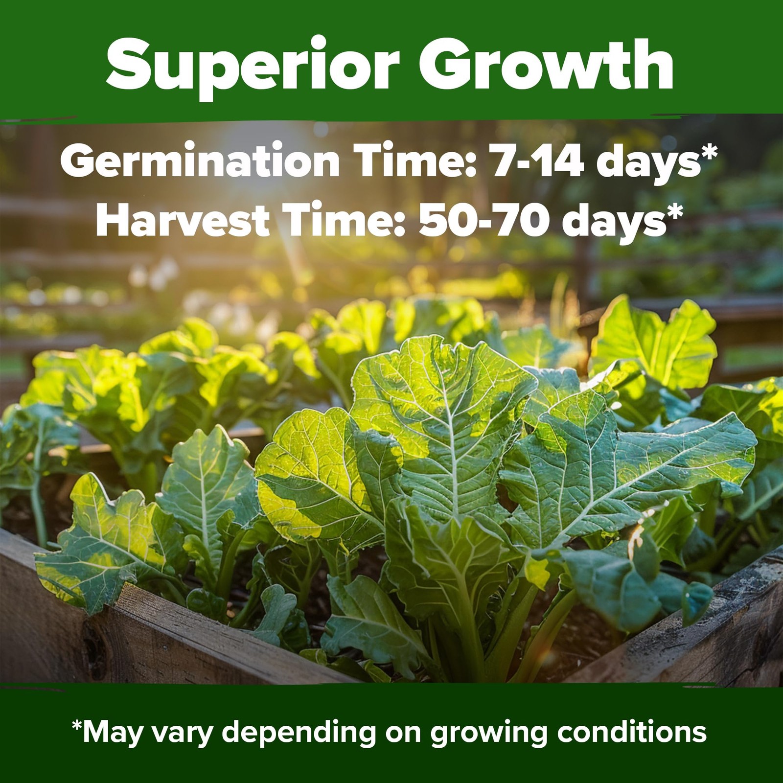 HOME GROWN Georgia Southern Collard Green Seeds 600+ Heirloom NonGMO Seeds fo…