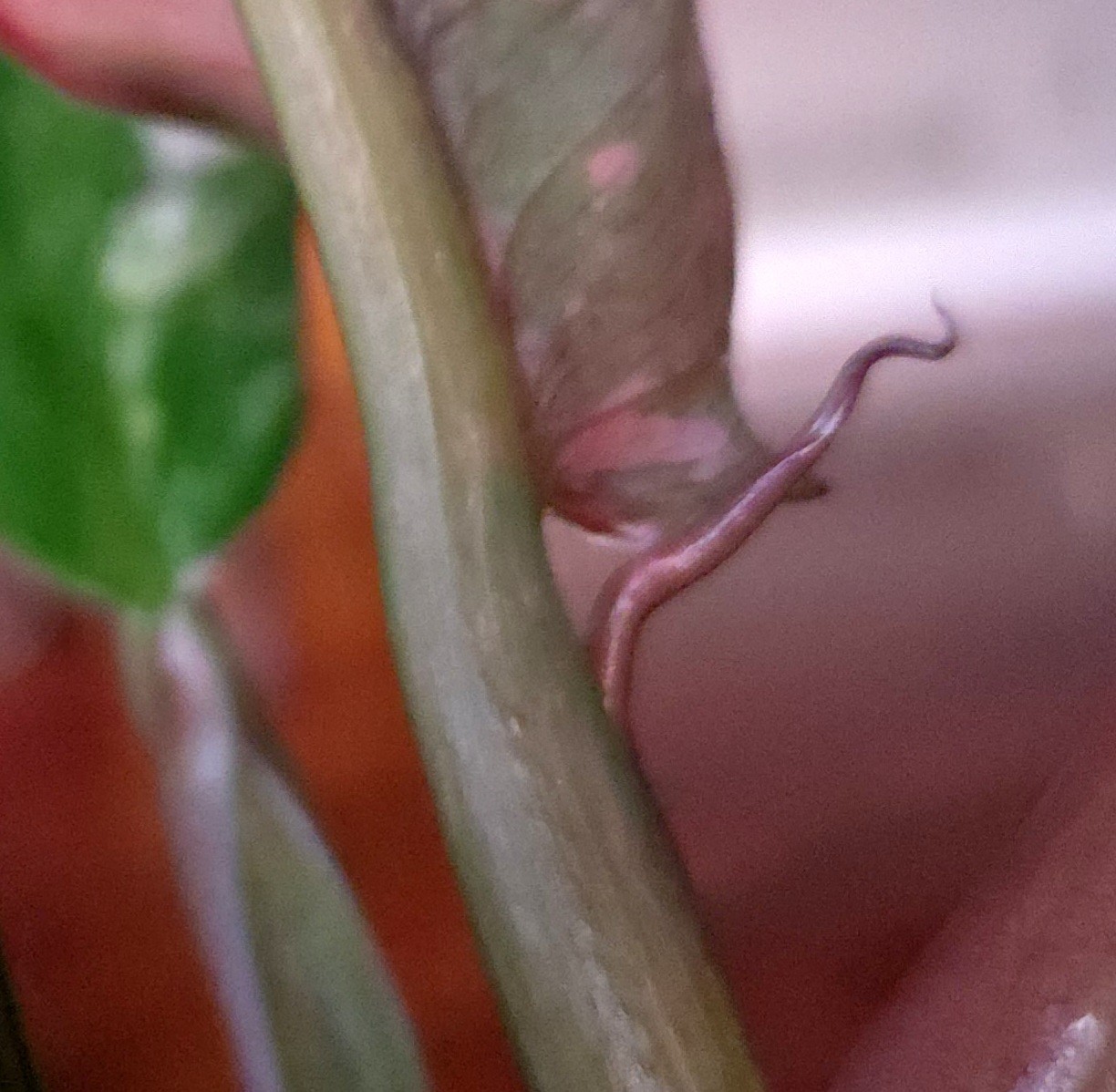 Rare Philodendron Variegated Pink Fire Tiger 11″ Tall Not Anthurium Monstera