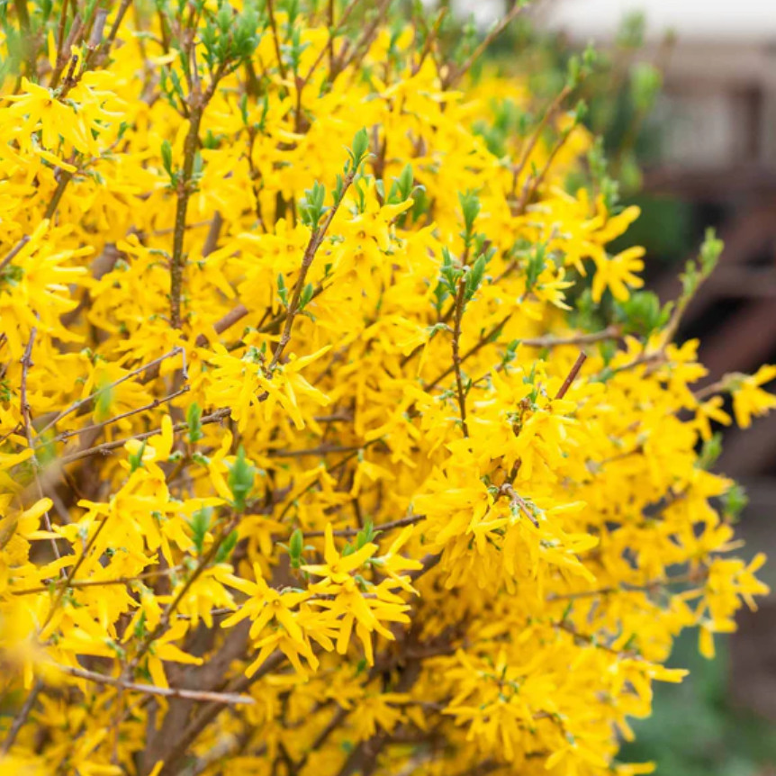 Live Lynwood Gold Forsythia Plant, 4″ Pot, Bright Yellow Spring Flowering Shrub