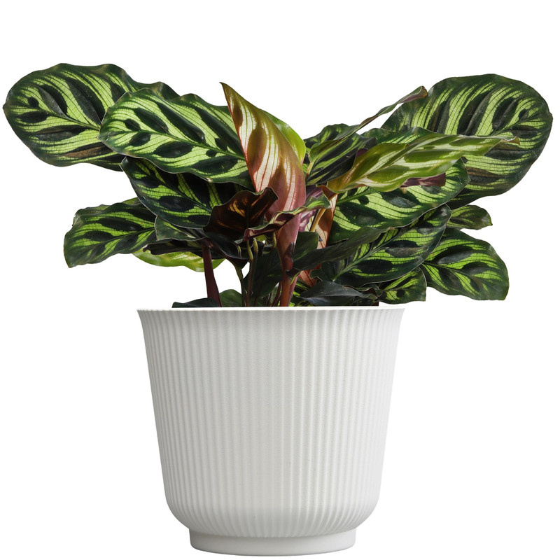 Plants For Pets Calathea Makoyana Pet Friendly Prayer Decor In 6 White Pot Live