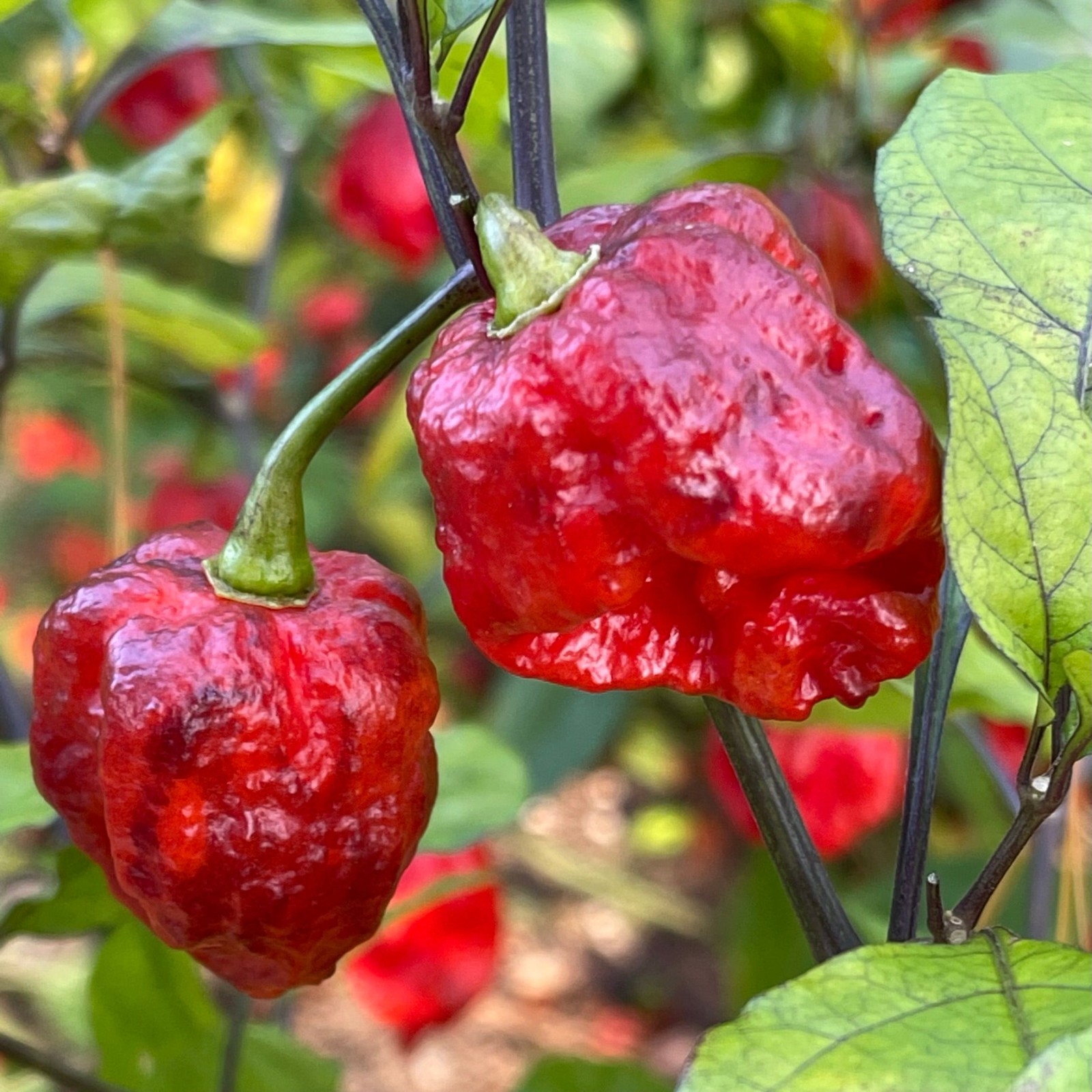 7 Pot Lava Red pepper seeds. 10 Seeds per order Free Shipping!
