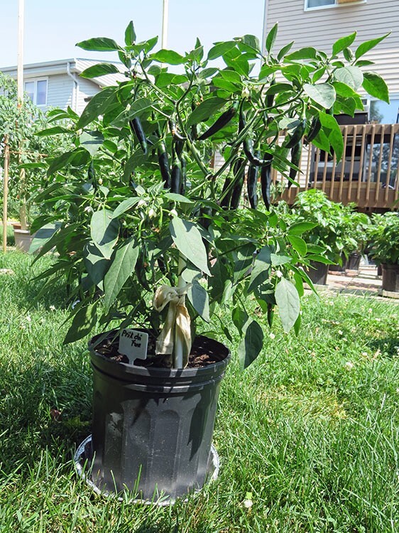 RARE✿ New! Thai Heirloom Prik Chi Faa Hot Chili Pepper 15 Seeds ●Prolific