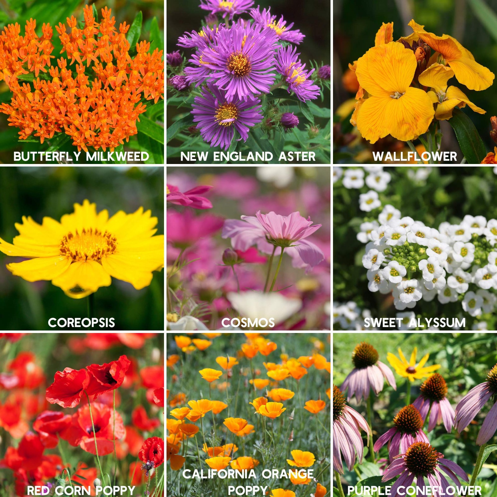Wildflower Seeds Bulk, 2 Oz. 80,000+ 2 Oz Gift Bag, Blue,Orange,Purple,Red