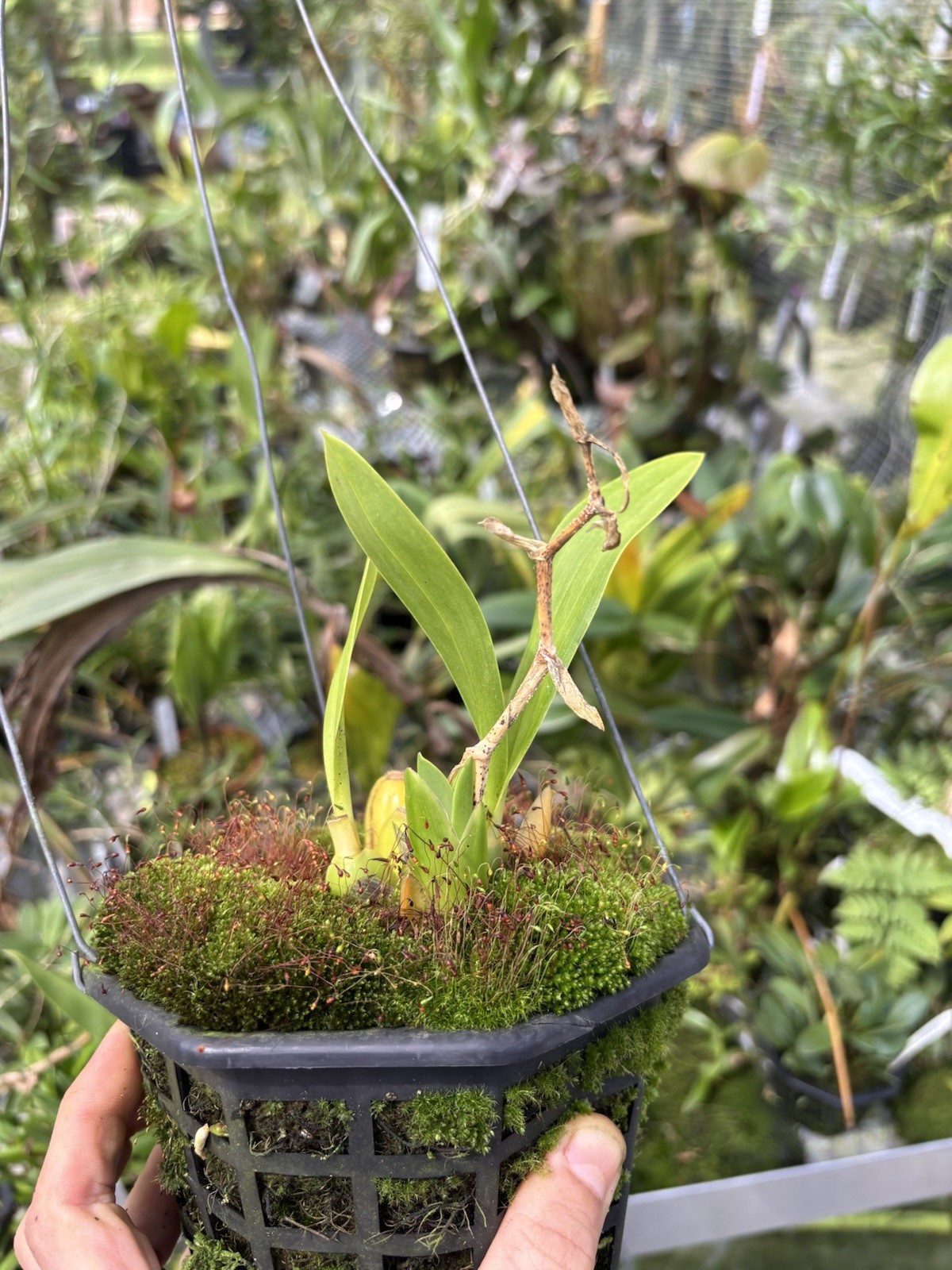 Rhynchostele aptera RED FORM very Rare Compact Orchid Species Mexico