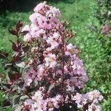 Crape Myrtle Rhapsody in Pink | 3 Gallon | Lagerstroemia indica | Summer Blooms