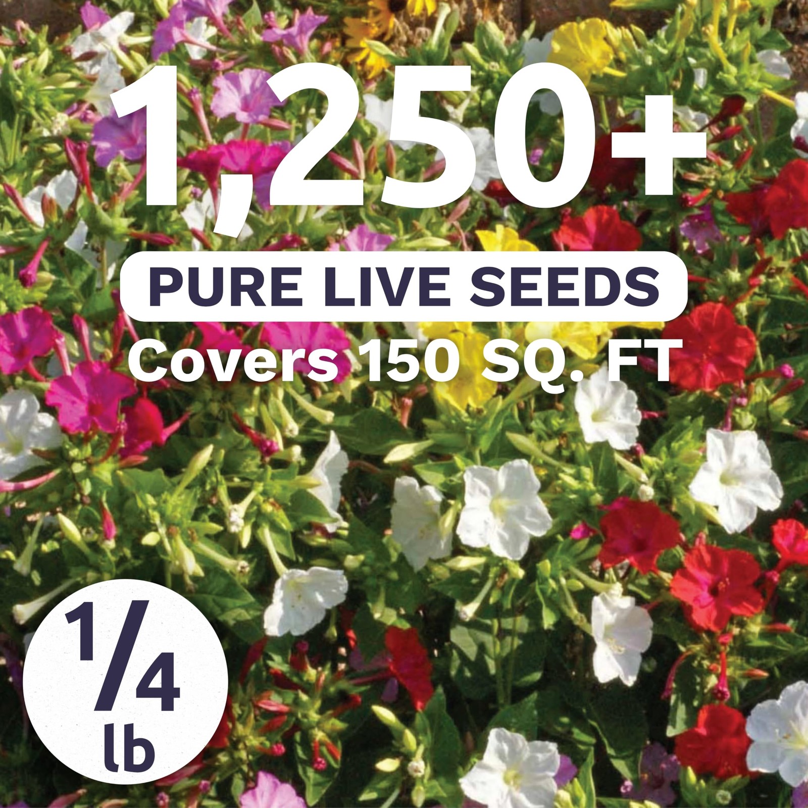 1250 Four O’Clock Mixed Colors Blend 1/4 Pound Pouch Flower Seeds Planting