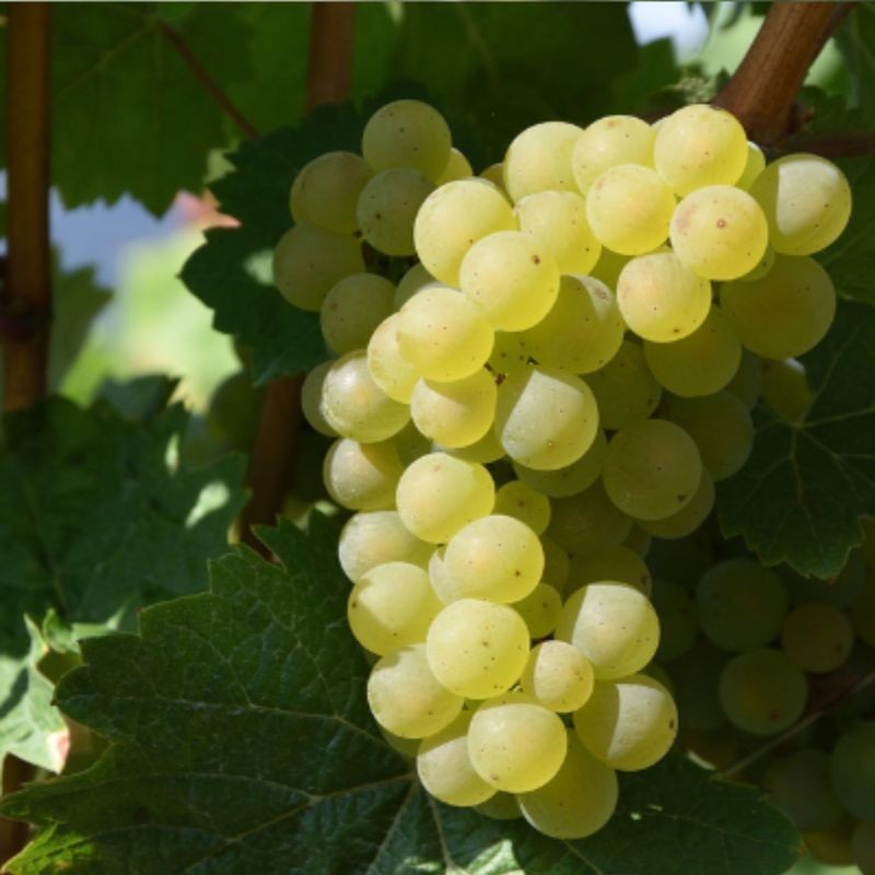 HIMROD GREEN WHITE SEEDLESS TABLE GRAPE 1-2 yr Old Well Rooted Live Vine Plant