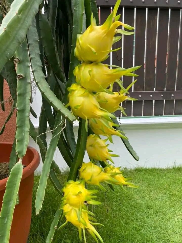 2 Dragon Fruit cuttings 8-12 inches long check The Description ￼ ￼