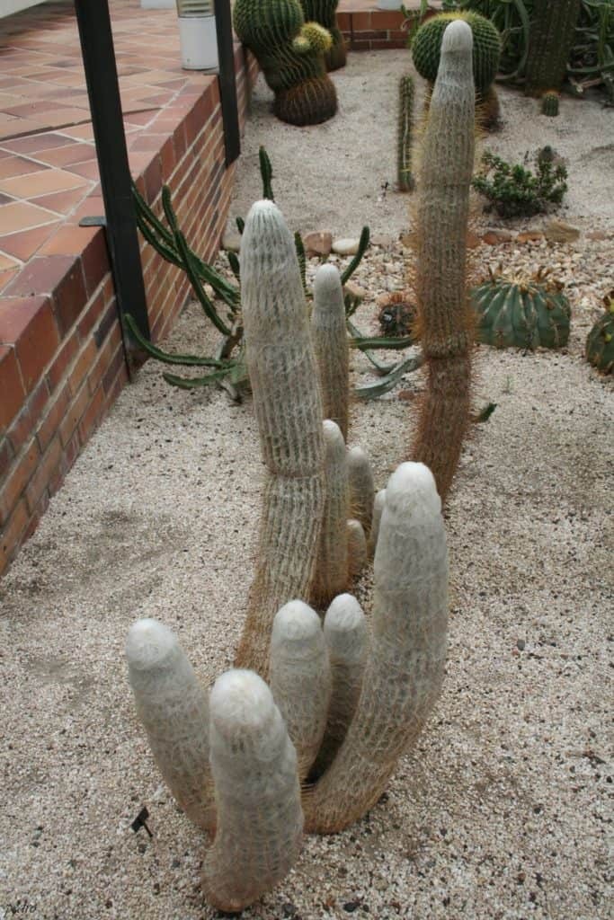 Espostoa Churinensis 8 Seeds Free Shipping!