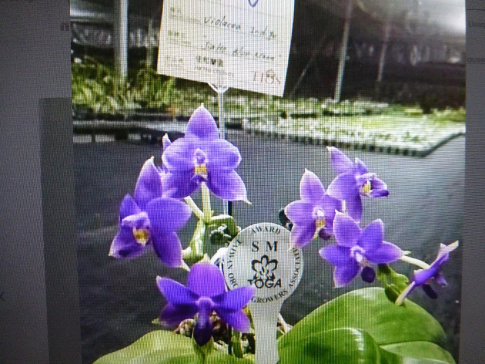 Phalaenopsis Orchid Phal. violacea indigo ‘Jia Ho Blue Moon’ In 3.5″ Pot