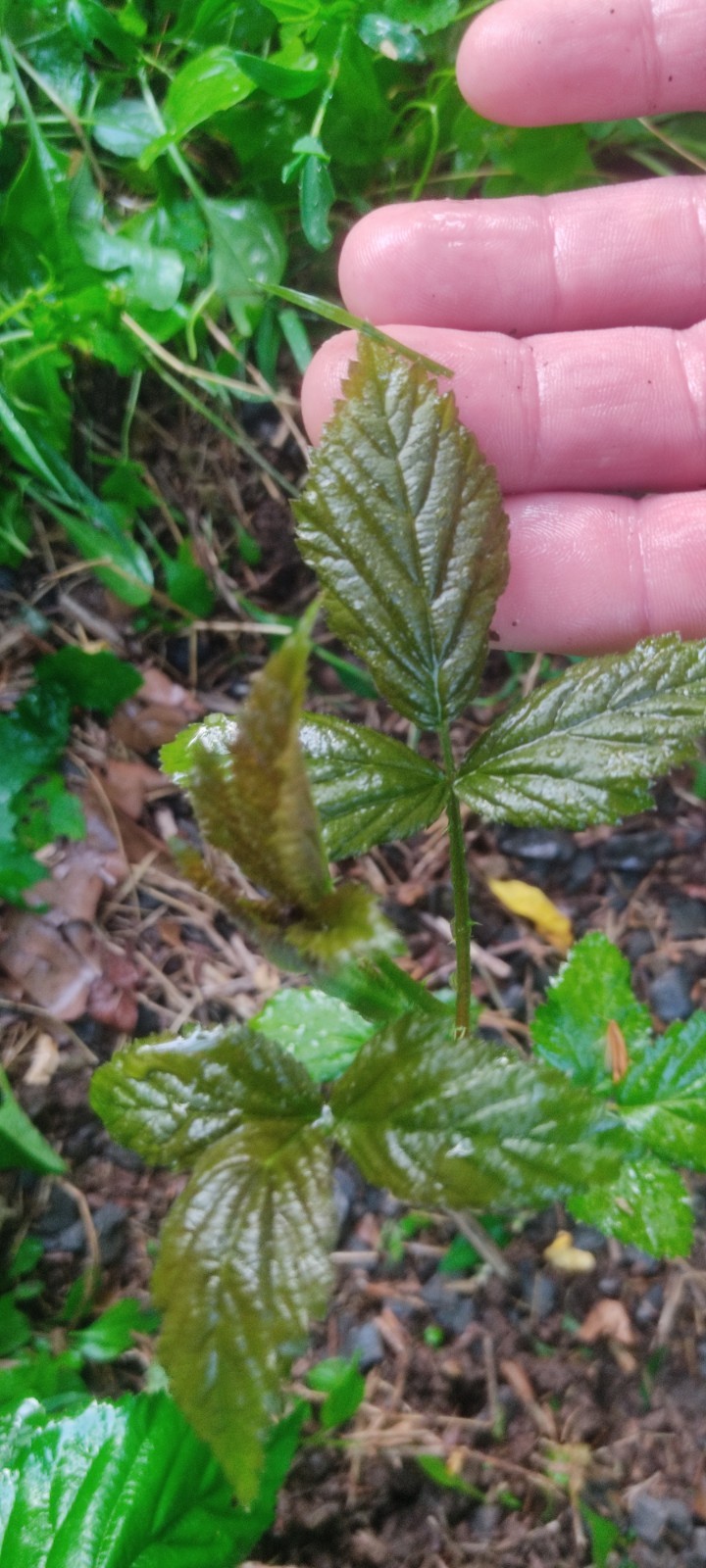 2 Blackberry Bushes live Rooted Plants about 8 -16 inches Tall. Live plant root