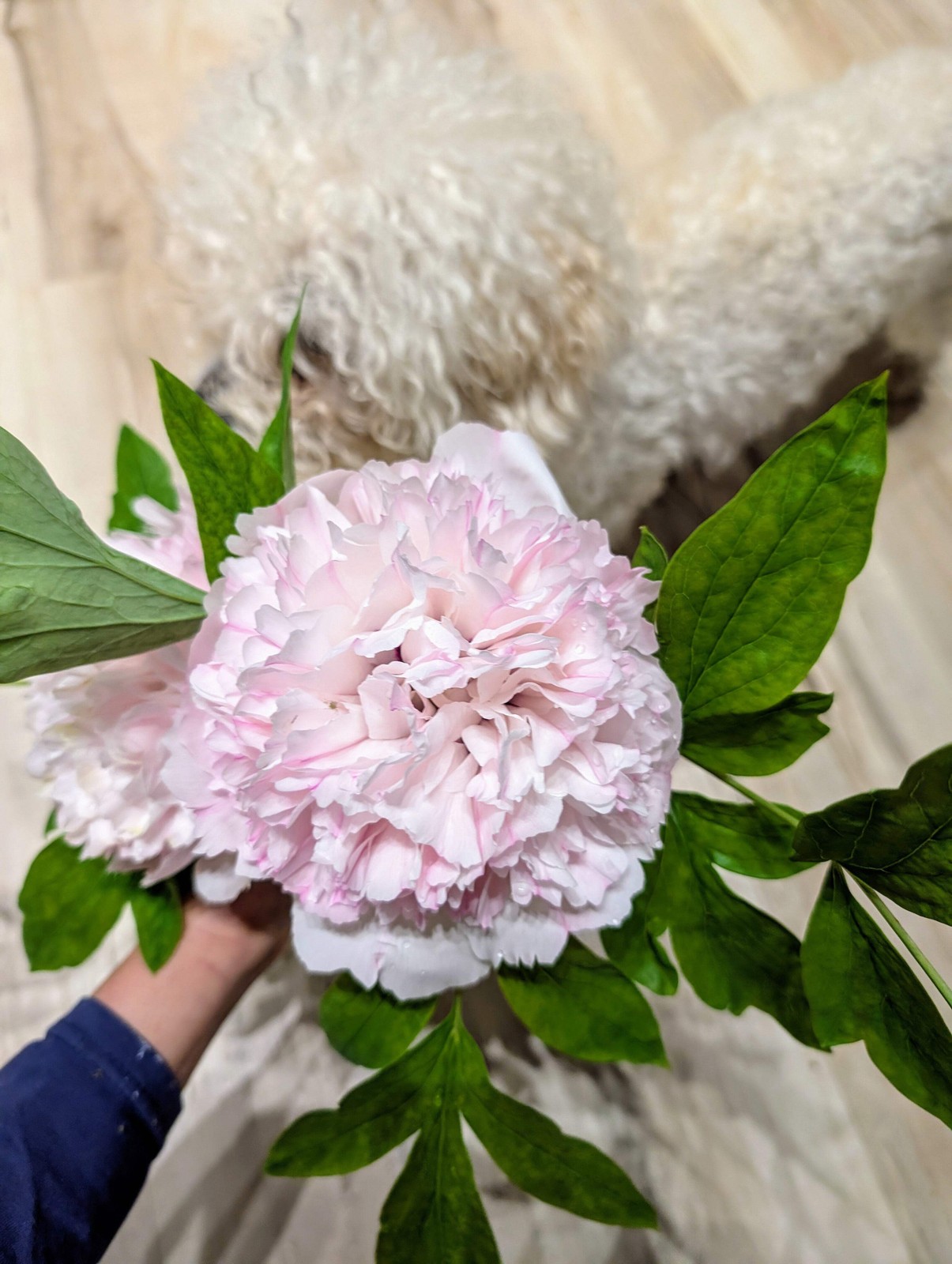 “Red thread girl” large flower tree peony Preorder for fall 2026