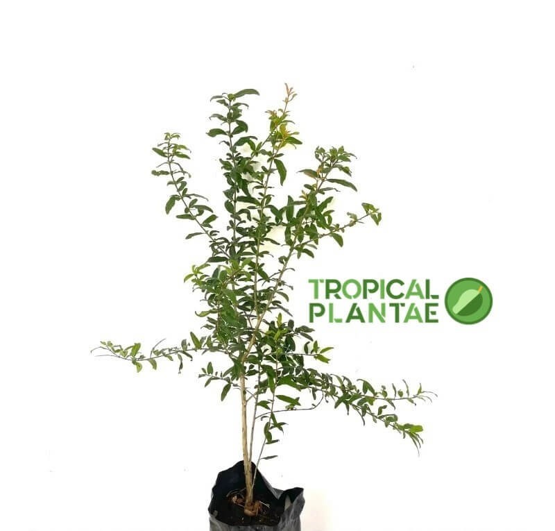Pomegranate Tree – Live Fruit Tree – Hardy Outdoor Plant – USDA Certified