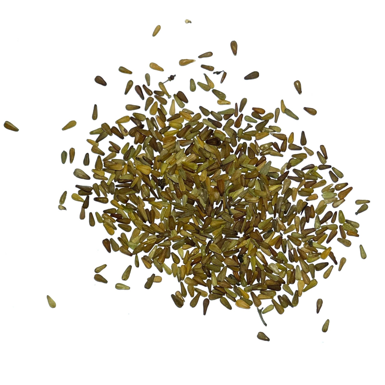 Seed Needs Valerian Seeds to Plant Heirloom Non-GMO 1 Pack,