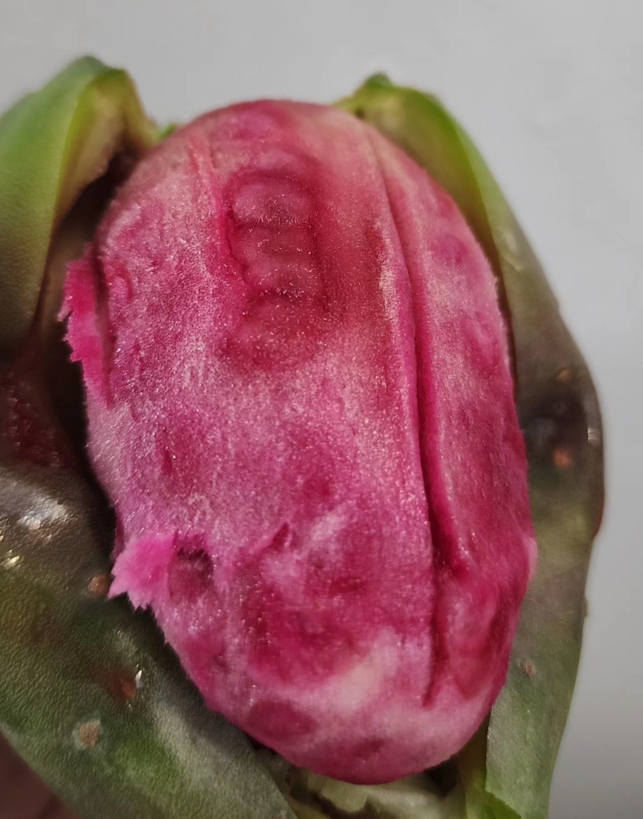 15 Seeds Pink Fruit Prickly Pear Cactus. 15 Semillas de Nopal Tunero ROSA