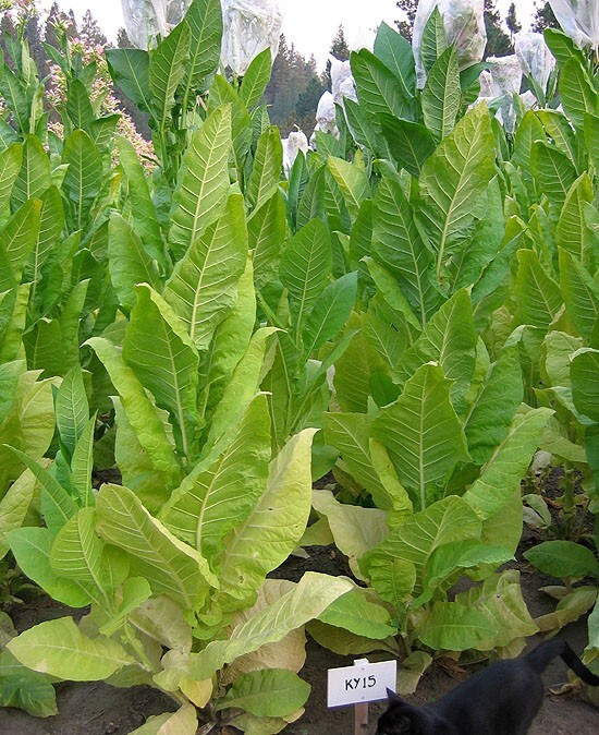 1000 KY15 Tobacco Seeds ~ Disease Resistant Nicotiana Tabacum ~ Frost Resistant