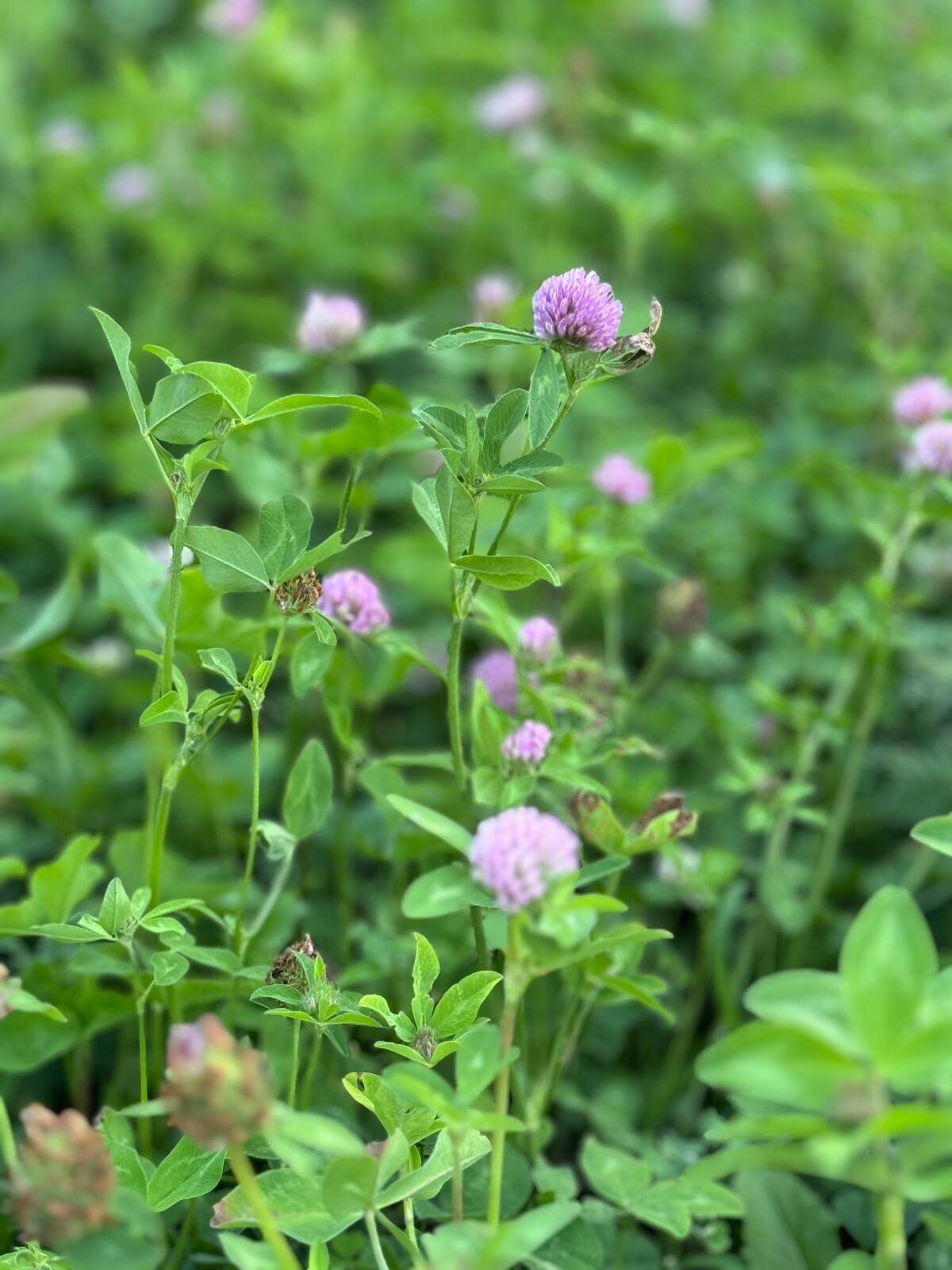 Food Plot Seed Mix Alfalfa, Clover, Chicory Deer/Turkey – Spring/Fall 1 Acre