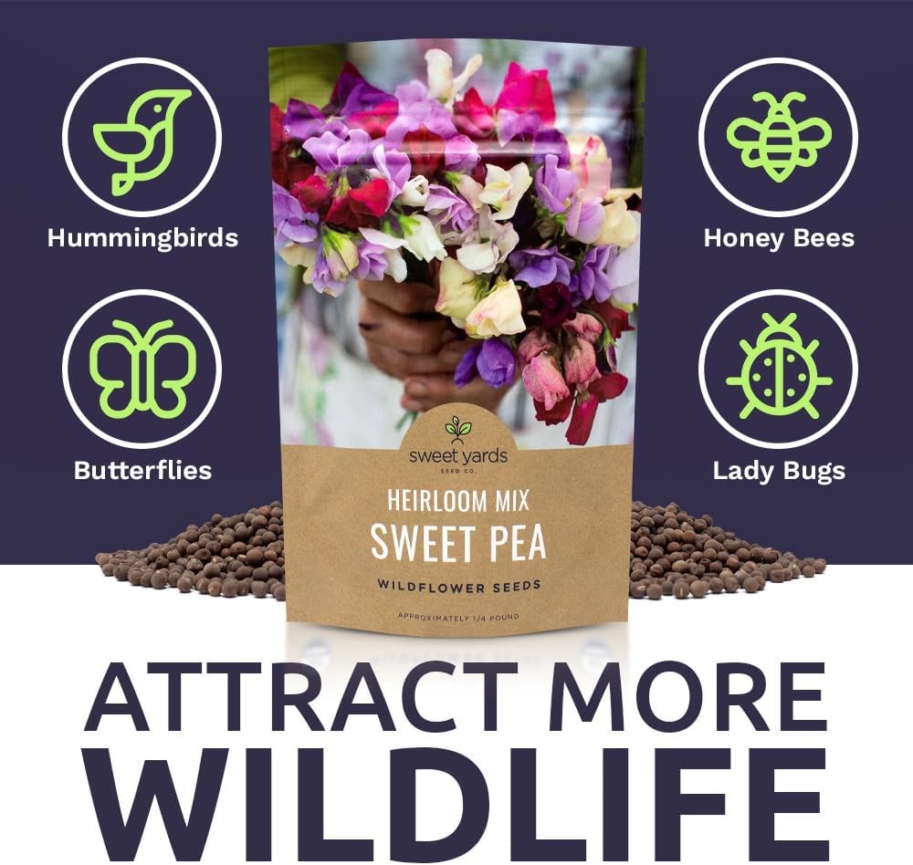 Sweet Pea Seeds Heirloom Mix – Bulk 1/4 Pound Bag – Over 1400 – Large Fragrant