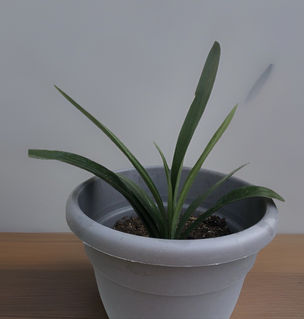 1 Clivia Miniata Bush Lily Orange Flower Bare Root No Pot