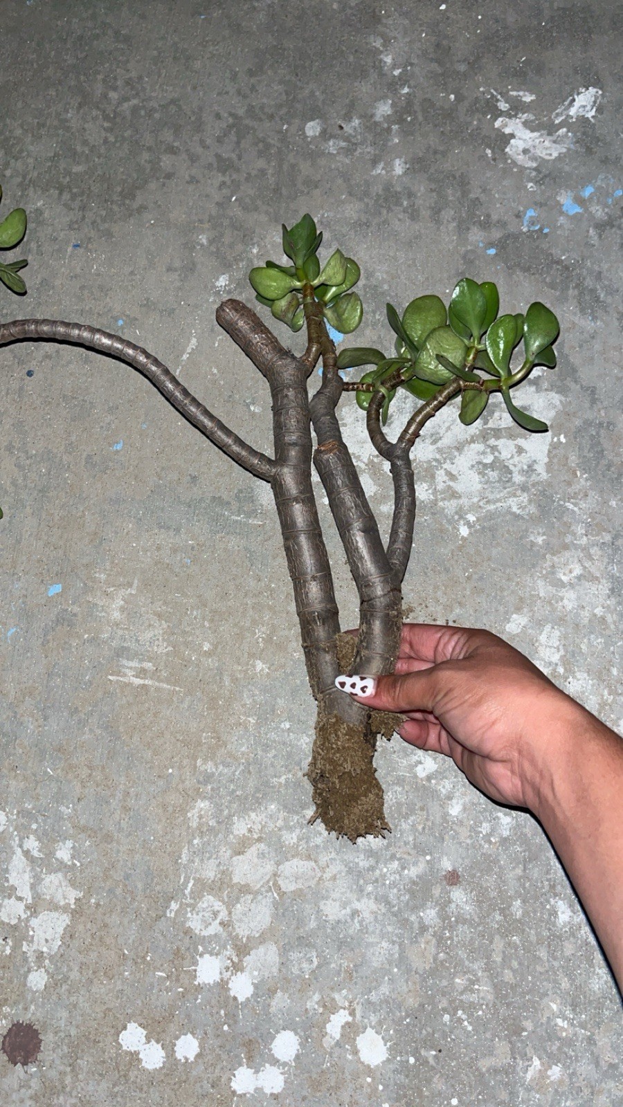 thick stem cutting for Jade bonsai