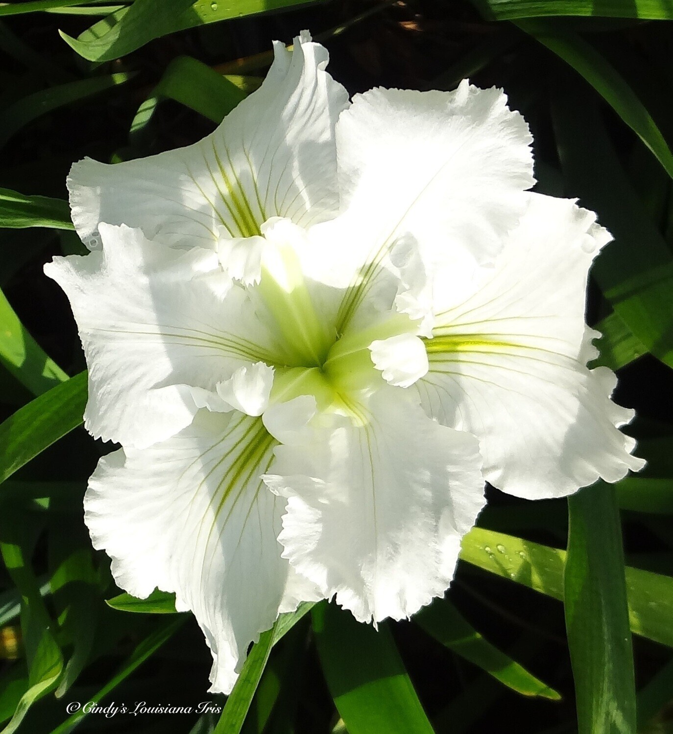 3 – Iris Waihi Wedding – 3 Fans – True White with Green Veining