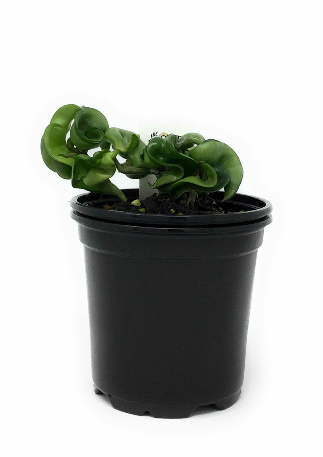 FlowerPotNursery Hindu Rope Hoya Wax Plant Hoya carnosa Hindu Rope 4″ Pot