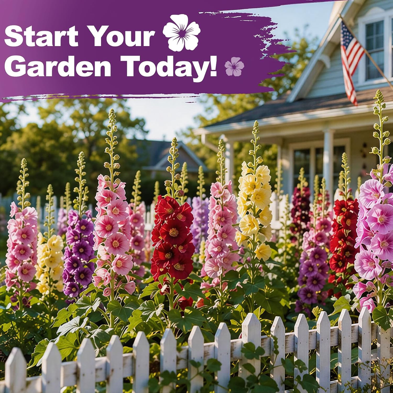 350+ Hollyhock Seeds Carnival Mix Giant Mallow Double Hollyhock Flowers Seed Per