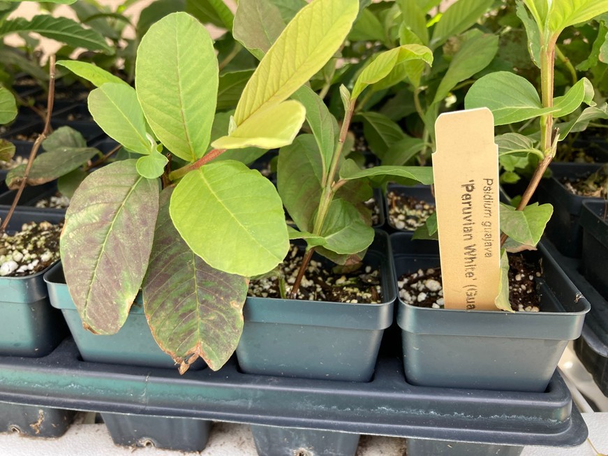 Peruvian White Guava Tree – Psidium Guajava – White Guava Plant