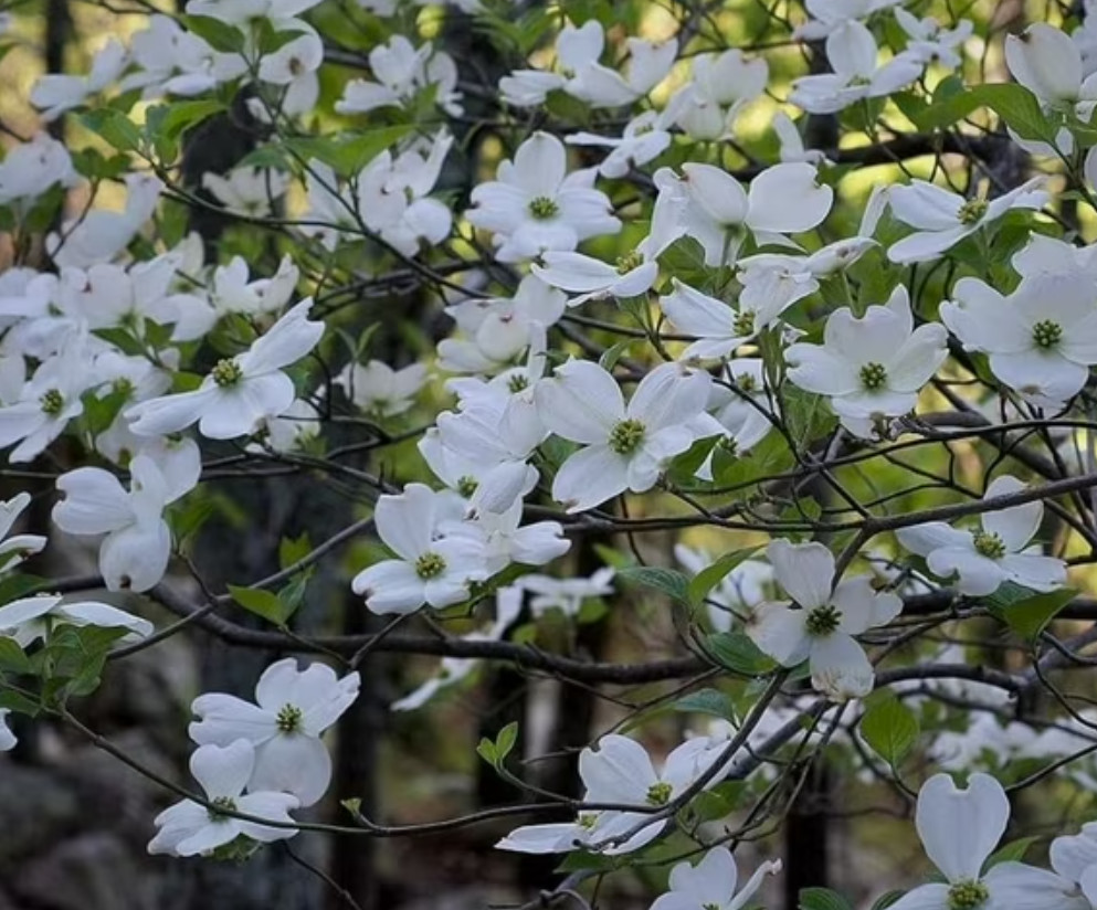 2 Live White Dogwood Tree – Cornus florida – 6–8” Tall – Deciduous Tree