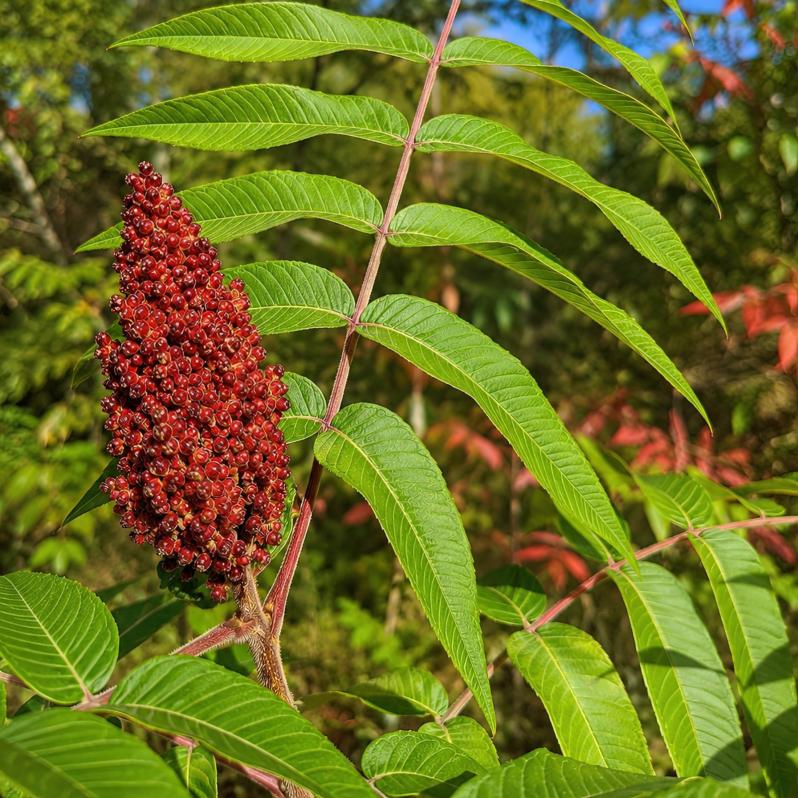 1500 Winged Sumac Tree Seeds Rhus copallinum – Fall Color & Wildlife – Zones 4-9