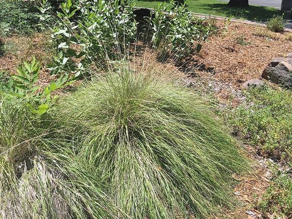 Muhlenbergia ringens | Ring Muhly | 1500 Seeds